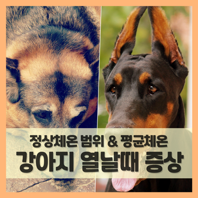  강아지 열날때 증상 체크리스트 (f. 개 정상체온 범위와 평균체온)