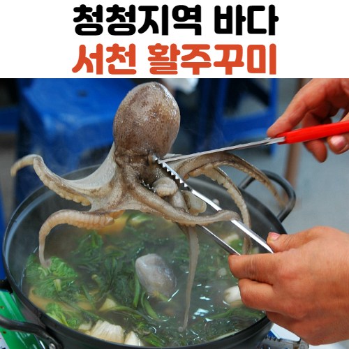 인기있는 국내산 서천 활 쭈꾸미 1kg 2kg 3kg, 쭈꾸미_1kg 추천합니다