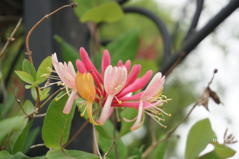 여름꽃 종류 : 붉은 인동초 꽃 나무(금은화 효능) : 네이버 블로그