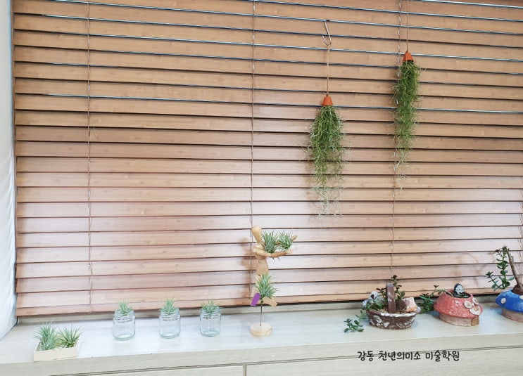  독립만세 찬혁/먼지먹는 공기정화 식물 /이오난사 / 수염 틸란드시아