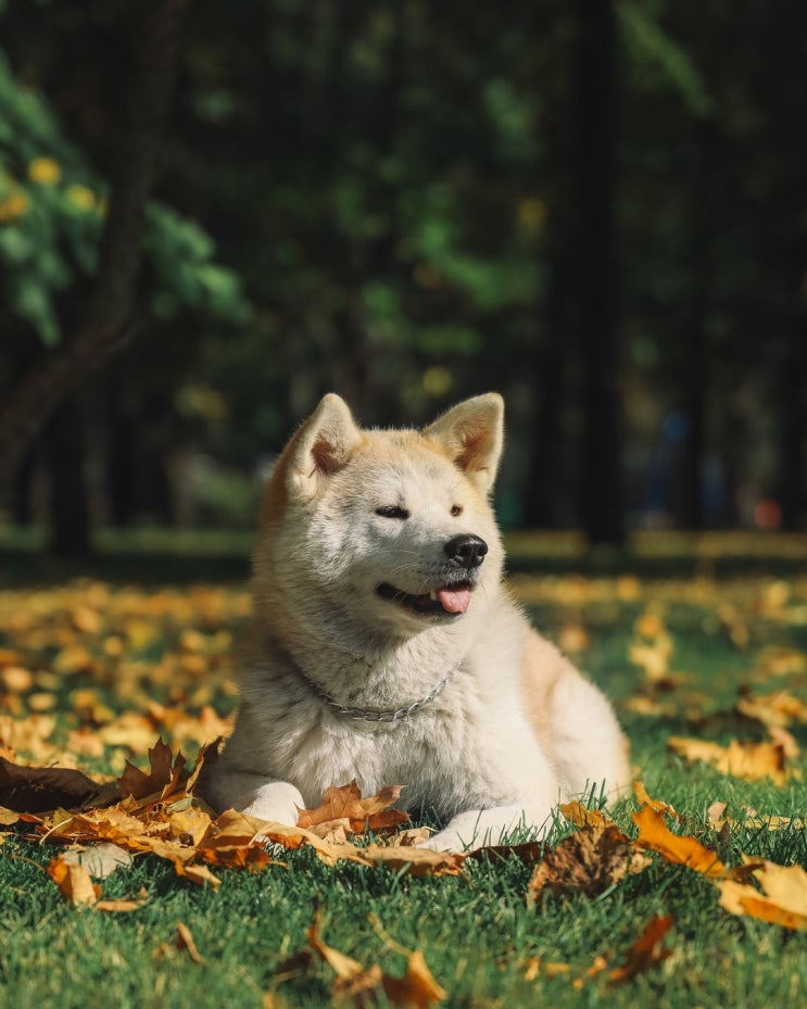  충견 하치코 리메이크한 미국 영화 HACHI