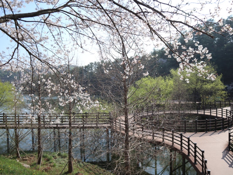세종 가볼만한 곳 - 고복저수지 드라이브 벚꽃엔딩 with 고복자연공원(2021.04.06)