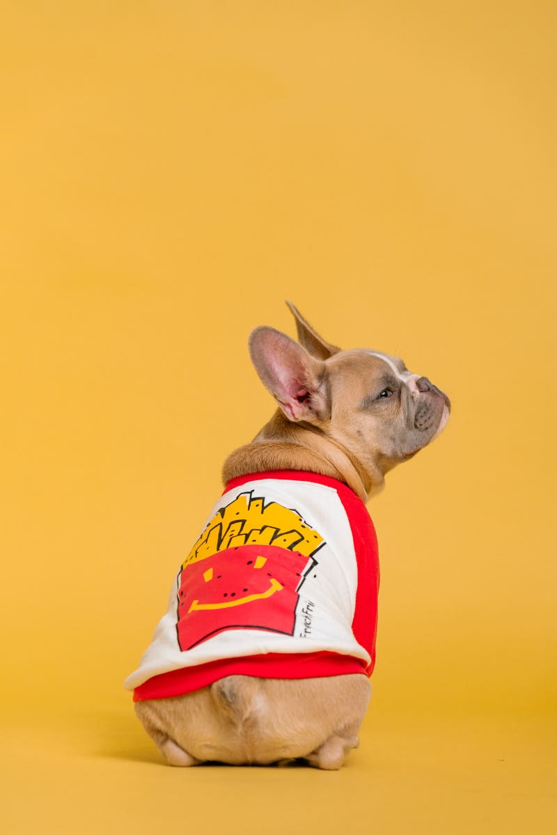 프렌치 불독 강아지가 무지개를 등지고 있습니다. 사진 – Unsplash의 무료 초상 이미지, image size:800x1198