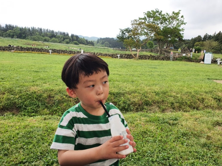  (제주살이)제주도의 선물 아침미소목장
