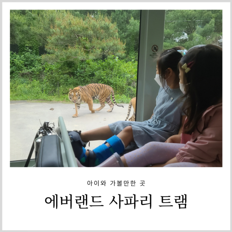 에버랜드 눈치게임 성공(사파리트램,유모차 대여) 에버랜드 눈치게임 성공(사파리트램,유모차 대여)