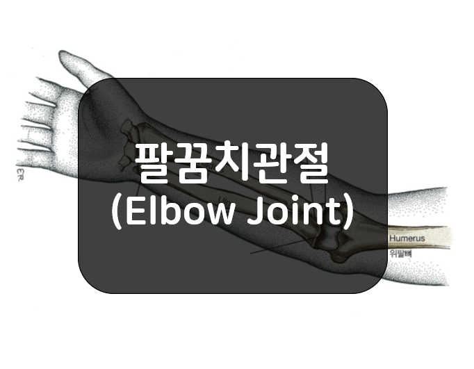 팔꿈치관절(Elbow Joint)인 위팔자관절과 위팔노관절의 일반적인 특징
