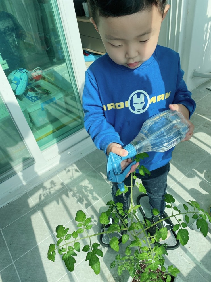  1337)집에서 방울토마토 키우기 :: 물주기/ 첫꽃 따주기/ 원가지 부러졌을때/ 천일염 주기