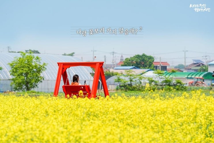 천안 가볼만한곳 나랑 꽃보러 가지 않을래? 봉선홍경사갈기비 유채꽃밭(05/18) | 천안시청페이스북
