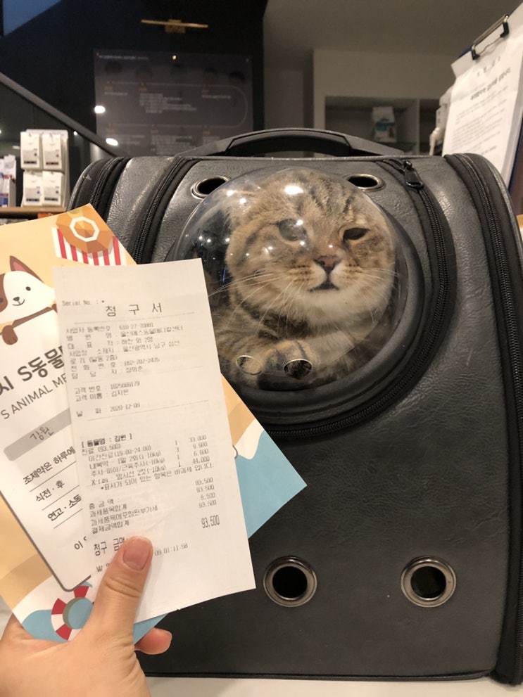  혹시 펫보험 드셨어요? 강아지편