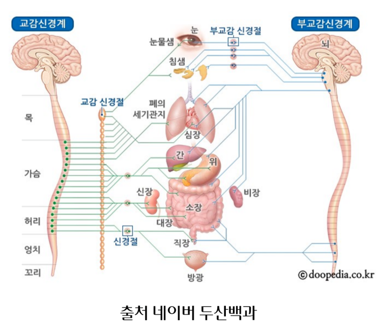  자율신경계 (교감신경, 부교감신경) 와 림프의 관계
