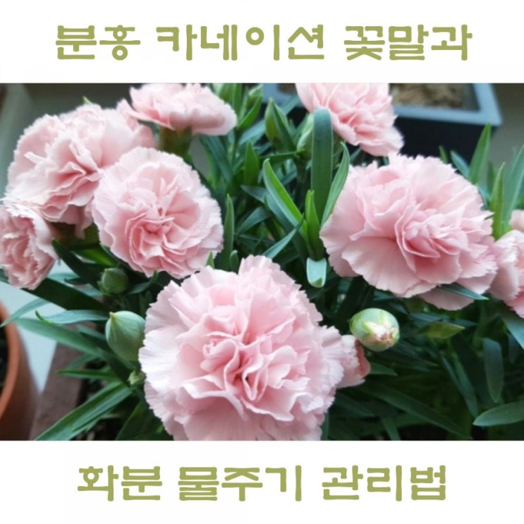  카네이션 화분 물주기 키우기 쉬운 관리법, 분홍 카네이션 꽃말은