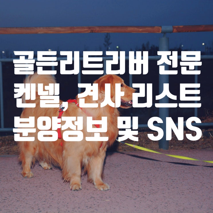  골든리트리버 분양 - 전문견사 켄넬 리스트