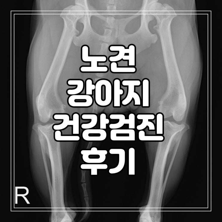  노견 강아지 종합 건강검진 후기 및 결과에 따른 케어 시작