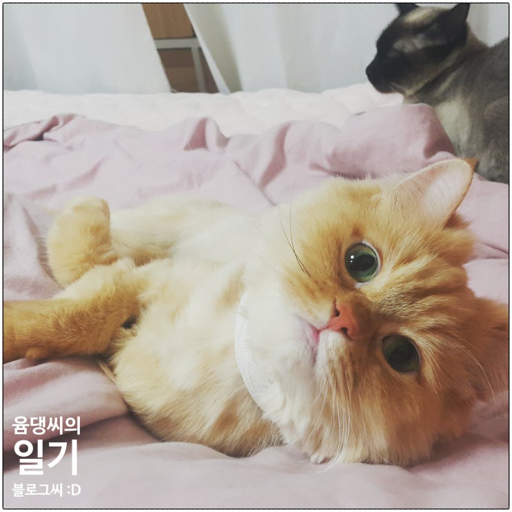  노묘의 길로 들어선 몽실이를 위한 일기