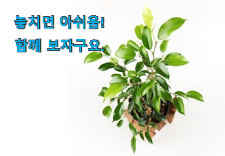 자랑스런 벤자민 고무나무 아이템 추천합니다. 자랑스런 벤자민 고무나무 아이템 추천합니다.
