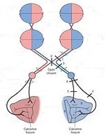  [오연식 박사,  복시, 약시, 간헐성 외사시,  내사시, 난독증, 초점 안 맞음, 프리즘 안경, 포커싱 장애,  비전테라피, 시기능 훈련]  2021.05.22.