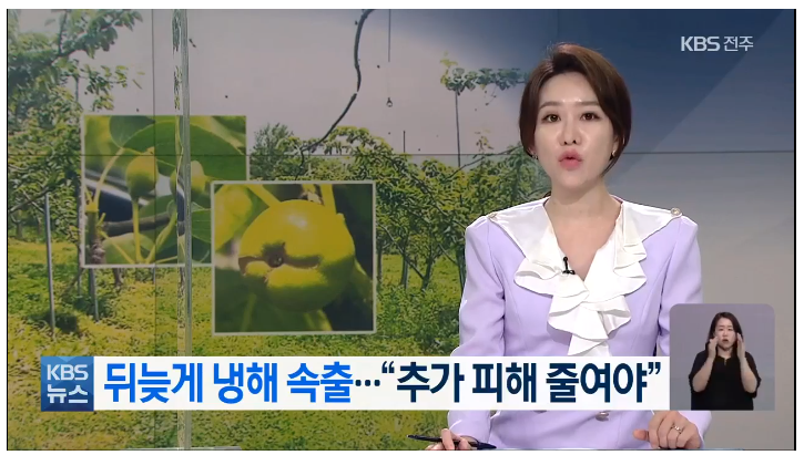 뒤늦게 농작물 냉해 속출…“추가 피해 줄여야” / KBS 뒤늦게 농작물 냉해 속출…“추가 피해 줄여야” / KBS