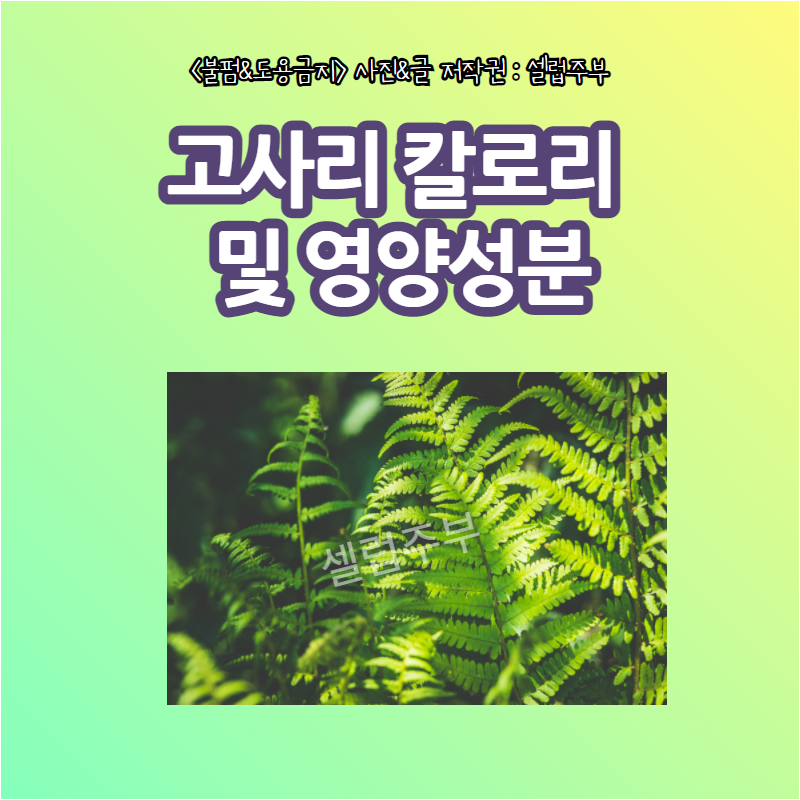고사리의 7가지 효능과 부작용, 영양성분과 칼로리에 대해 알아볼까요?