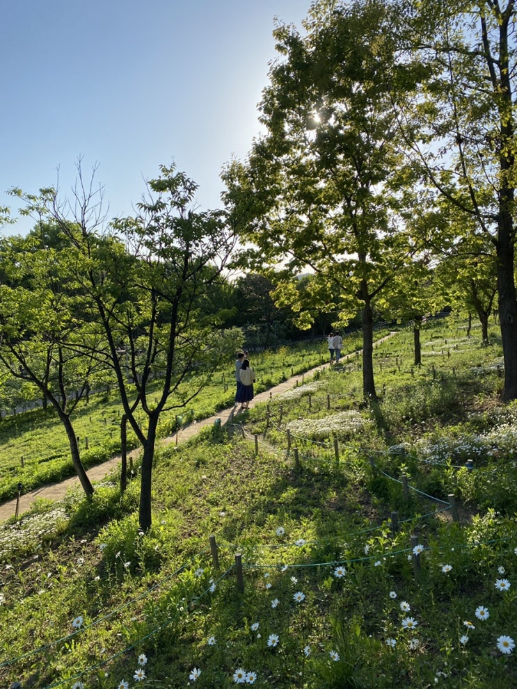  서울숲 주차장, 튤립, 주말 서울 데이트
