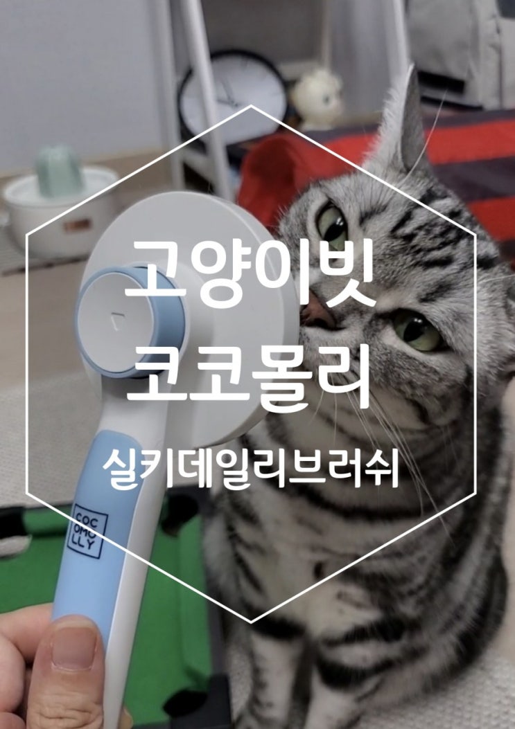 고양이빗 코코몰리 지금까지 중 제일 마음에 드는 빗 고양이빗 코코몰리 지금까지 중 제일 마음에 드는 빗