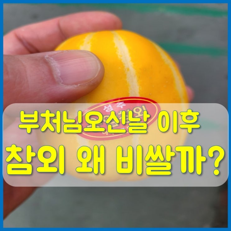  부처님오신날 이후 성주참외 10kg가격이 비싼 이유