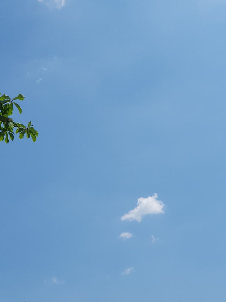 파란 하늘 보기 파란 하늘 보기