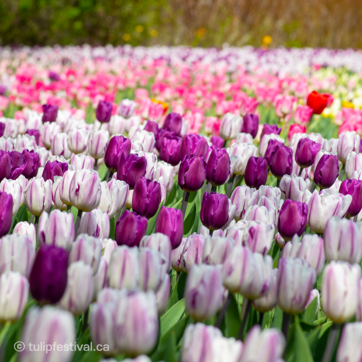  2021 캐나다 오타와 튤립축제 실황/토론토근교 여행지/Ottawa Tulip Festival