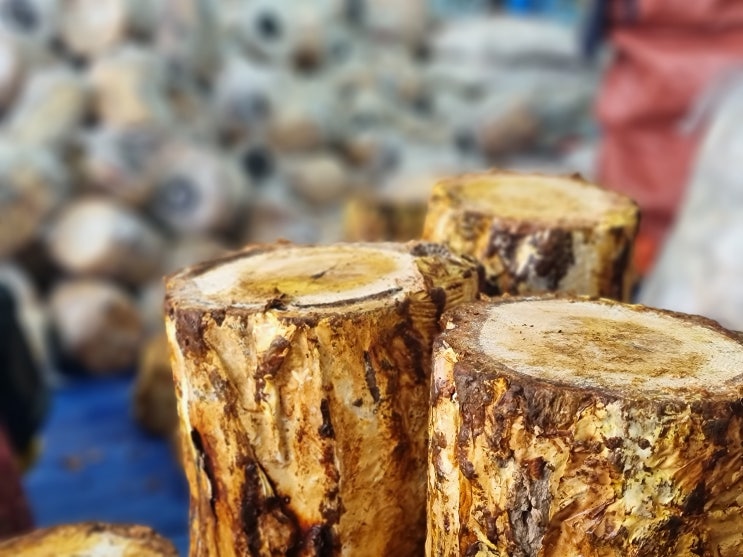 2021년 상황버섯농사가 시작됩니다 상황버섯의 효능과 먹는법 그리고 판매가격은?