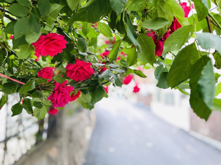 집 근처에서 만난 붉은 장미, 색깔별로 꽃말은 무엇일까?