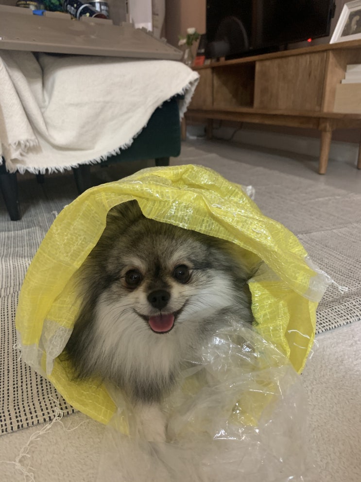  꾸꾸는 쌀포대를 좋아해