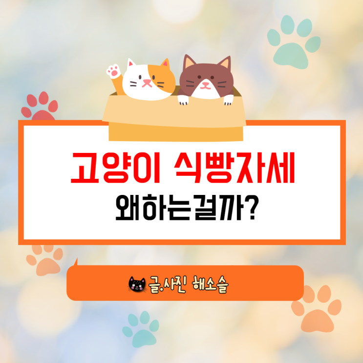  고양이 식빵자세 왜하는걸까?