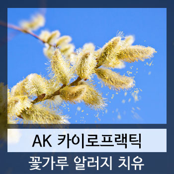  꽃가루 알러지(알레르기)와 카이로프랙틱 도수치료