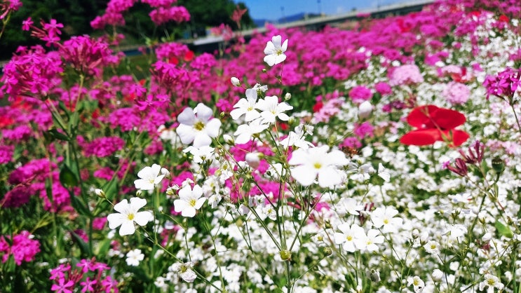 장성 황룡강 생태공원 꽃잔치 나들이 가볼만한곳