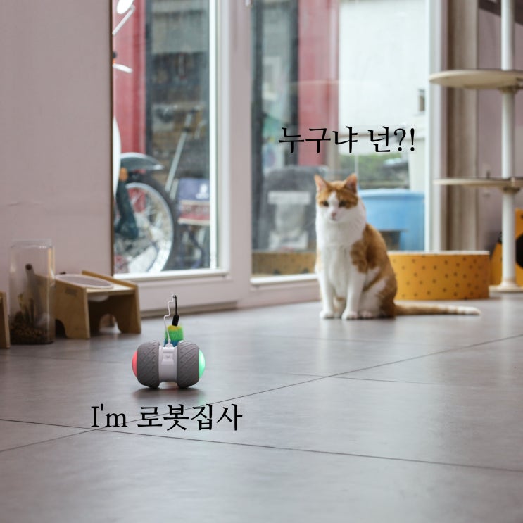 냥이꺼 고양이 자동 장난감, 에너자이저 로봇 집사가 생겼어요!