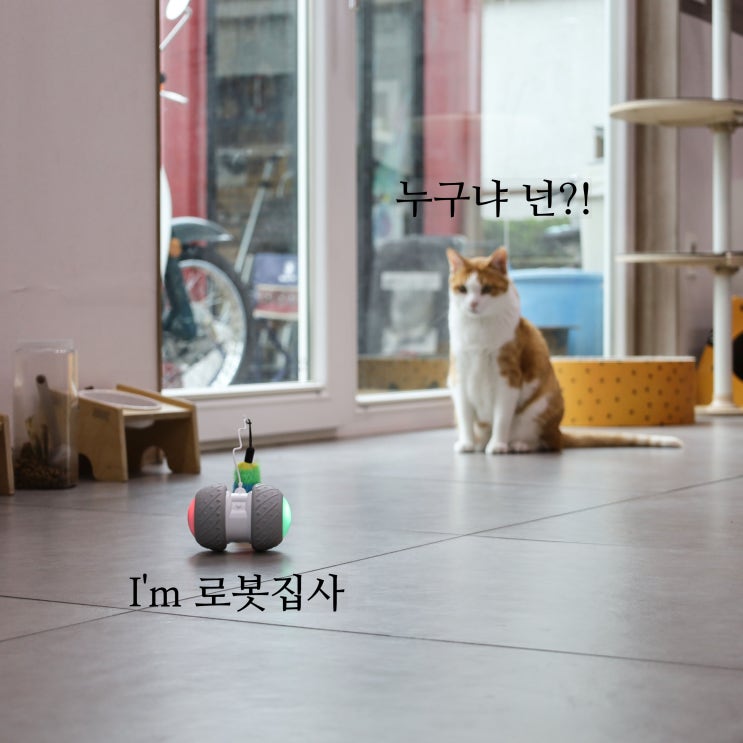  냥이꺼 고양이 자동 장난감, 에너자이저 로봇 집사가 생겼어요!