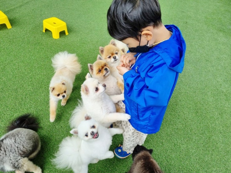  보령개화예술공원 아이와 바둑이네 동물원 입장료추가