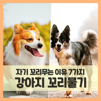  강아지 꼬리물기 의미, 자기 꼬리 무는 이유 7가지