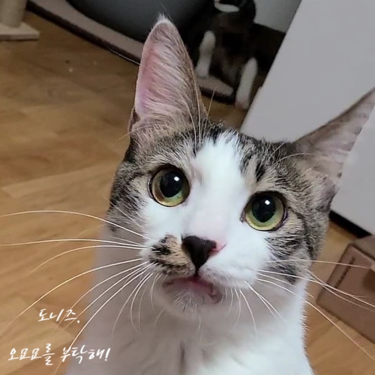 고양이츄르 헬시츄로 건강한 선택을 해츄 고양이츄르 헬시츄로 건강한 선택을 해츄
