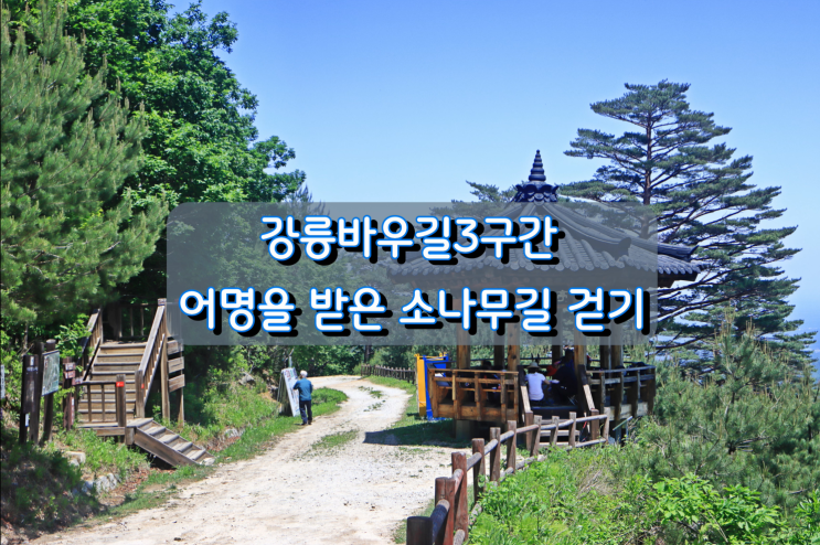 강릉바우길3구간 어명을 받은 소나무길 걷기 강릉바우길3구간 어명을 받은 소나무길 걷기