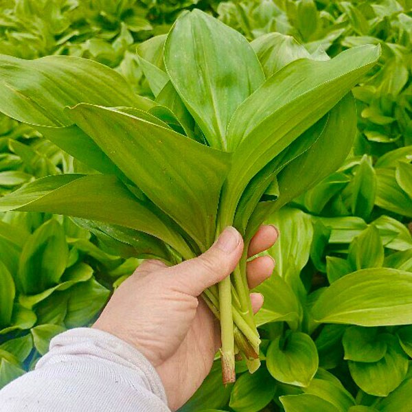 선호도 높은 유쾌상회 백두대간 강원도 태백 생 명이나물 1kg 산마늘 / 4월 5일 이후 순차발송, 1개 추천해요 선호도 높은 유쾌상회 백두대간 강원도 태백 생 명이나물 1kg 산마늘 / 4월 5일 이후 순차발송, 1개 추천해요