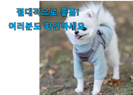 갓성비 강아지 목줄 하네스 세트 꿀템 모임에서도 칭찬해요 갓성비 강아지 목줄 하네스 세트 꿀템 모임에서도 칭찬해요