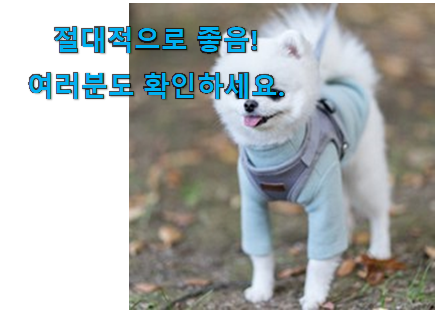 갓성비 강아지 목줄 하네스 세트 꿀템 모임에서도 칭찬해요