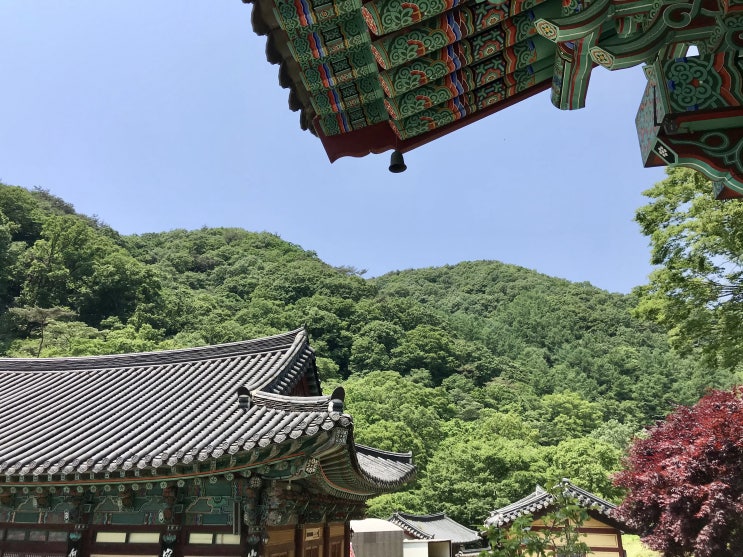 천안 가볼만한곳 느티나무와 힐링 호두나무 시배지 광덕사 산책