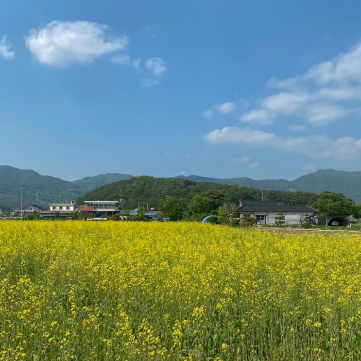  [강원] 춘천 | 유채꽃이 활짝 핀 유기농카페 ღ