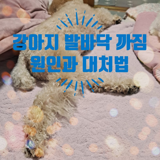  강아지 발바닥 패드 까짐 원인과 대처법은 뭘까요?