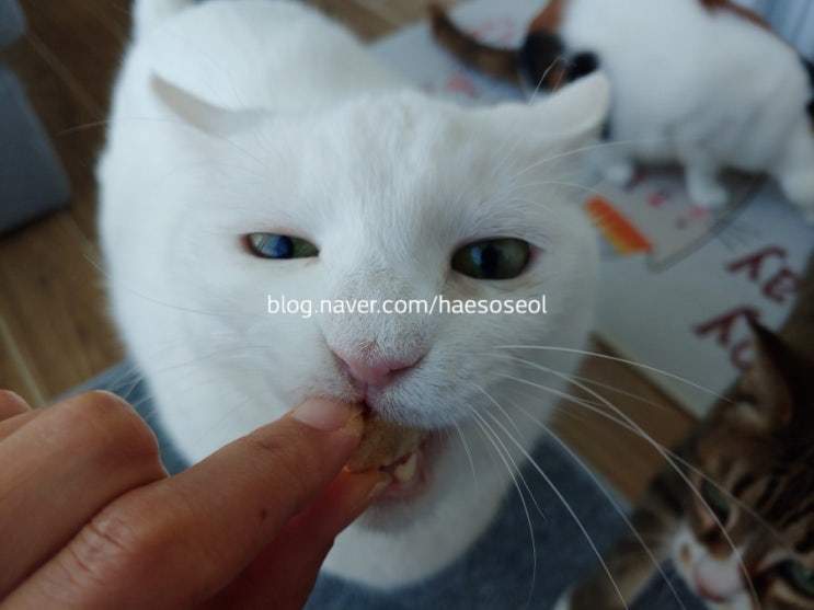  슬집사님 나눔 후기 고양이 동결건조간식 반하다 냠냠트릿