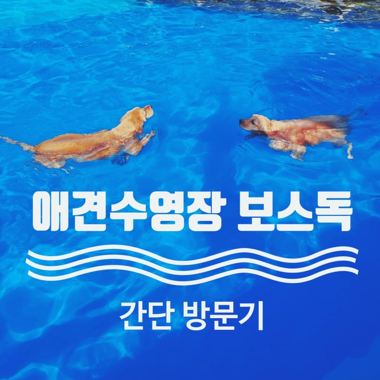 보스독, 김포 애견수영장 간단 이용후기