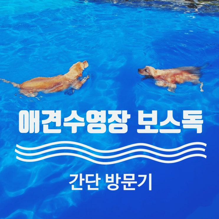  보스독, 김포 애견수영장 간단 이용후기