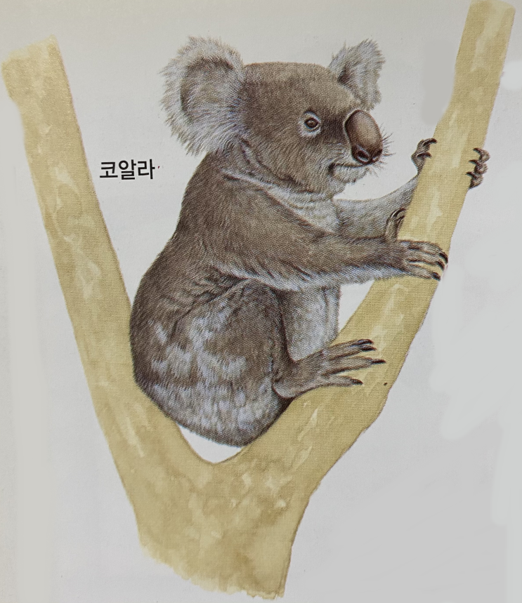  육아주머니에서 자라는 유대류 동물 특징 종류 (주머니쥐, 코알라, 웜뱃)
