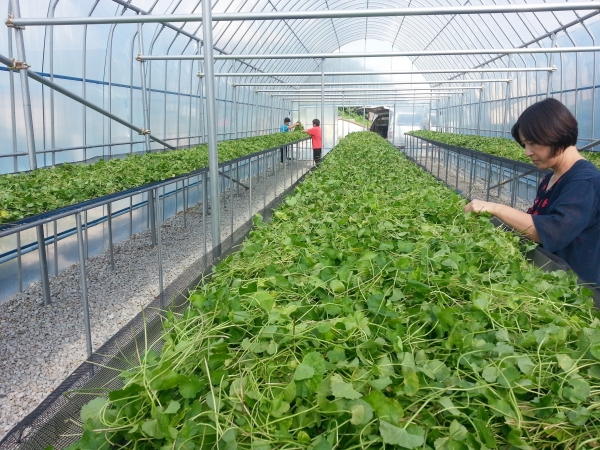  호랑이풀 '병풀' 아토피·피부염증 질환 개선에 효과